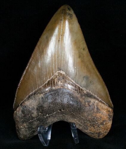 Gorgeous Megalodon Tooth - Sharp #6985